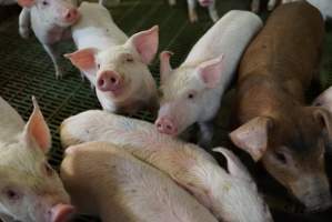 Weaner piglets - Australian pig farming - Captured at Yelmah Piggery, Magdala SA Australia.