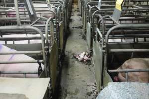Dead piglets in aisle - Australian pig farming - Captured at Nambeelup Piggery, Nambeelup WA Australia.