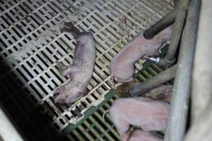 Farrowing crates at Dublin Piggery SA - Australian pig farming - Captured at Dublin Piggery, Dublin SA Australia.