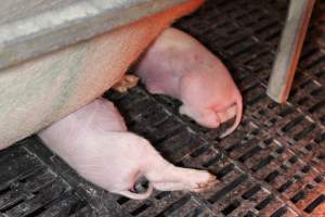 Piglet crushed by mother - Australian pig farming - Captured at Sheaoak Piggery, Shea-Oak Log SA Australia.