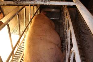 Farrowing crates at St Arnaud Piggery VIC - Australian pig farming - Captured at St Arnaud Piggery Units 2 & 3, St Arnaud VIC Australia.