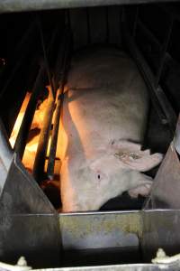 Farrowing crates at Deni Piggery NSW - Australian pig farming - Captured at Deni Piggery, Deniliquin NSW Australia.