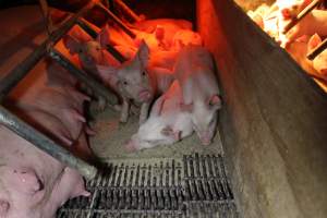 Farrowing crates at Finniss Park Piggery SA - Australian pig farming - Captured at Finniss Park Piggery, Mannum SA Australia.