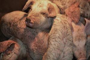 Piglets with mange - Australian pig farming - Captured at Korunye Park Piggery, Korunye SA Australia.