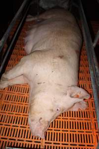 Farrowing crates at Wasleys Piggery SA - Australian pig farming - Captured at Wasleys Piggery, Pinkerton Plains SA Australia.