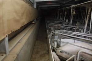 Farrowing crates at Mindarra Piggery WA - Australian pig farming - Captured at Mindarra Piggery (module 1), Boonanarring WA Australia.