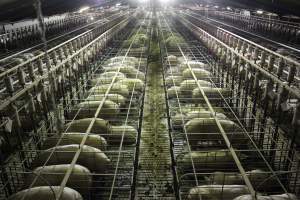 Wide view of huge sow stall shed from above - Australian pig farming - Captured at Grong Grong Piggery, Grong Grong NSW Australia.