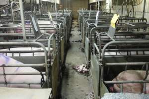 Dead piglets in aisle - Australian pig farming - Captured at Nambeelup Piggery, Nambeelup WA Australia.