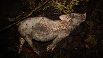 Pile of dead pigs outside - Australian pig farming - Captured at Yelmah Piggery, Magdala SA Australia.