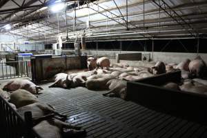Group sow housing - Australian pig farming - Captured at Tailem Bend Piggery, Tailem Bend SA Australia.
