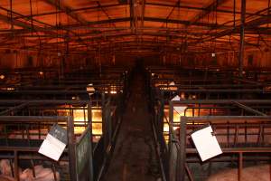 Looking down aisle of farrowing shed - Australian pig farming - Captured at Bungowannah Piggery, Bungowannah NSW Australia.