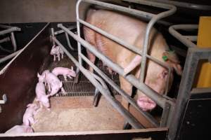 Farrowing crates at Girgarre Piggery VIC - Australian pig farming - Captured at Girgarre Piggery, Girgarre VIC Australia.