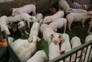 Weaner piglets - Australian pig farming - Captured at Yelmah Piggery, Magdala SA Australia.