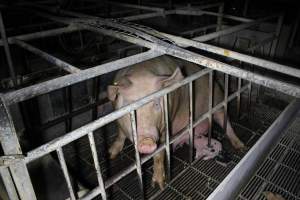 Farrowing crates at Huntly Piggery NSW - Australian pig farming - Captured at Huntly Piggery, Huntly North VIC Australia.