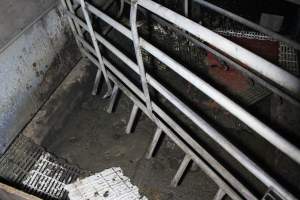 Empty farrowing crate - Australian pig farming - Captured at Dublin Piggery, Dublin SA Australia.