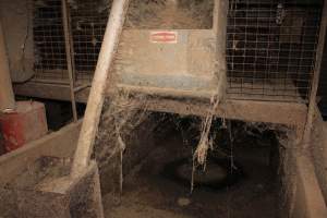 Farrowing crates at Willawa Piggery NSW - Australian pig farming - Captured at Willawa Piggery, Grong Grong NSW Australia.