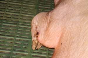 Farrowing crates at Bungowannah Piggery NSW - Australian pig farming - Captured at Bungowannah Piggery, Bungowannah NSW Australia.