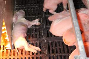 Farrowing crates at Sheaoak Piggery SA - Australian pig farming - Captured at Sheaoak Piggery, Shea-Oak Log SA Australia.