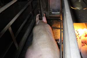 Farrowing crates at Deni Piggery NSW - Australian pig farming - Captured at Deni Piggery, Deniliquin NSW Australia.