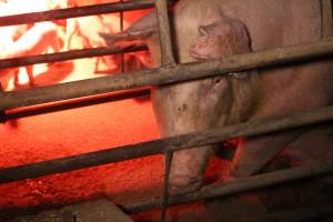 Farrowing crates at Korunye Park Piggery SA - Australian pig farming - Captured at Korunye Park Piggery, Korunye SA Australia.