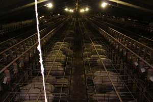 Wide view of huge sow stall shed from above - Australian pig farming - Captured at Grong Grong Piggery, Grong Grong NSW Australia.