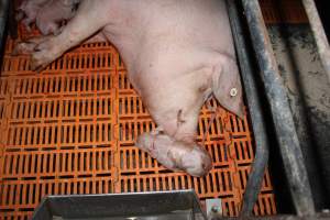 Farrowing crates at Wasleys Piggery SA - Australian pig farming - Captured at Wasleys Piggery, Pinkerton Plains SA Australia.