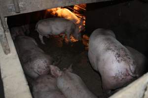 Grower pens underneath farrowing crates - Australian pig farming - Captured at Willawa Piggery, Grong Grong NSW Australia.