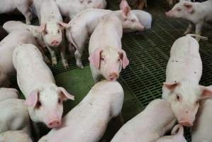 Weaner piglets - Australian pig farming - Captured at Yelmah Piggery, Magdala SA Australia.