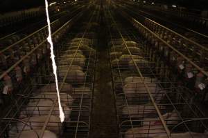 Wide view of huge sow stall shed from above - Australian pig farming - Captured at Grong Grong Piggery, Grong Grong NSW Australia.