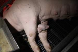 Farrowing crates at Sheaoak Piggery SA - Australian pig farming - Captured at Sheaoak Piggery, Shea-Oak Log SA Australia.