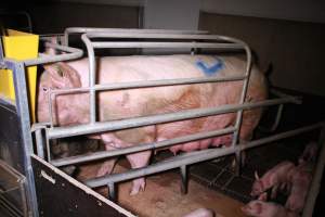 Farrowing crates at Girgarre Piggery VIC - Australian pig farming - Captured at Girgarre Piggery, Girgarre VIC Australia.