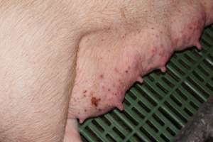 Sow with skin condition on teats - Australian pig farming - Captured at Bungowannah Piggery, Bungowannah NSW Australia.