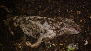 Pile of dead pigs outside - Australian pig farming - Captured at Yelmah Piggery, Magdala SA Australia.