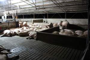 Group sow housing - Australian pig farming - Captured at Wasleys Tailem Bend Piggery, Tailem Bend SA Australia.