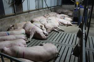 Group sow housing - Australian pig farming - Captured at Wasleys Tailem Bend Piggery, Tailem Bend SA Australia.