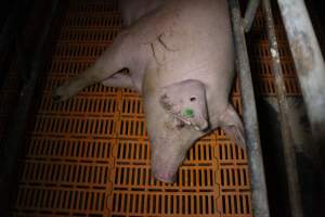 Farrowing crates at Wasleys Piggery SA - Australian pig farming - Captured at Wasleys Piggery, Pinkerton Plains SA Australia.