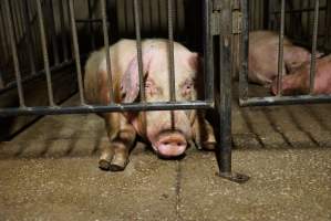 Boars in boar stalls - Australian pig farming - Captured at Yelmah Piggery, Magdala SA Australia.