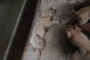 Farrowing crates at Nambeelup Piggery WA - Australian pig farming - Captured at Nambeelup Piggery, Nambeelup WA Australia.