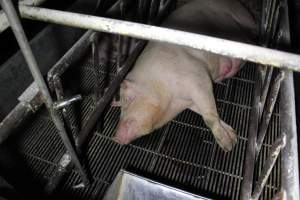 Farrowing crates at Huntly Piggery NSW - Australian pig farming - Captured at Huntly Piggery, Huntly North VIC Australia.