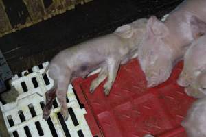 Farrowing crates at Dublin Piggery SA - Australian pig farming - Captured at Dublin Piggery, Dublin SA Australia.