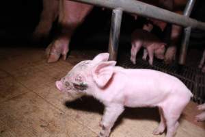 Piglet with facial wound - Australian pig farming - Captured at Girgarre Piggery, Girgarre VIC Australia.