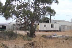 Piggery sheds outside in daylight - Australian pig farming - Captured at Dublin Piggery, Dublin SA Australia.