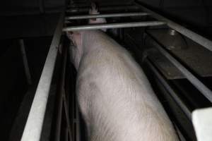 Farrowing crates at Deni Piggery NSW - Australian pig farming - Captured at Deni Piggery, Deniliquin NSW Australia.