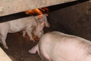 Grower pens underneath farrowing crates - Australian pig farming - Captured at Willawa Piggery, Grong Grong NSW Australia.