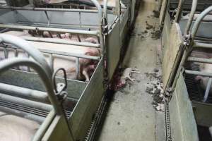 Dead piglets in aisle - Australian pig farming - Captured at Nambeelup Piggery, Nambeelup WA Australia.