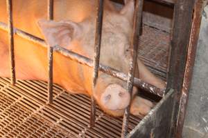 Farrowing crates at St Arnaud Piggery VIC - Australian pig farming - Captured at St Arnaud Piggery Units 2 & 3, St Arnaud VIC Australia.