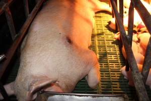 Sow with pressure sore - Australian pig farming - Captured at Bungowannah Piggery, Bungowannah NSW Australia.