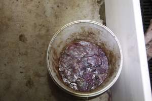 Bucket of afterbirth - Australian pig farming - Captured at Mindarra Piggery (module 1), Boonanarring WA Australia.