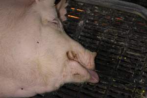 Farrowing crates at Sheaoak Piggery SA - Australian pig farming - Captured at Sheaoak Piggery, Shea-Oak Log SA Australia.