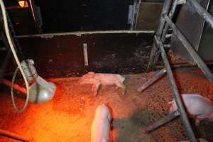 Farrowing crates at Finniss Park Piggery SA - Australian pig farming - Captured at Finniss Park Piggery, Mannum SA Australia.